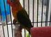Fischers lovebirds for sale