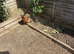 Chickens