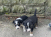 Farm collie pups