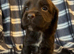 Cocker Spaniel puppies - ready soon