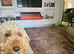 Beautiful Red Cockapoo Girl Rosie - 16 Months Old