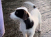 FARM BRED Jack Russell puppies