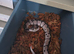Vpi axanthic clown