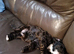 Cavapoo puppies