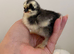 Pekin chicks