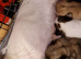 6 Beautiful 3/4 chihuahua 1/4 pomeranian puppies