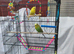 2 budgies with cage.