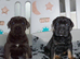 Health tested, quailty cane corso