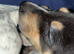 Dachshund puppy cross jack