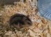 Little babies of dwarf Hamster