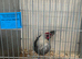 Silver campine hatching eggs