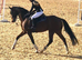 17hh 8yo show jumper