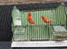 Pair of Red Factor Canaries