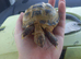 Male horsefield tortoise 1 year old with set up and accessories