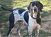 GERMAN SHEPHERD × GERMAN SHORTHAIRED POINTER PUPPIES