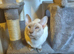 Lilac Point Siamese