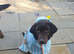 Kc registered chocolate girl