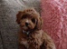 Teddy bear cavapoo