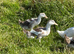 Silver Appleyard girls available