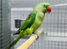 Alexenderian parrot
