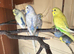 Lovely young male budgie