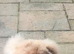 Chow chow stud