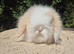Stunning teddywidder babies- imported parents