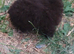Pomeranian puppies ready now 26th Aug