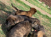 3 Female Cane Corso Cross