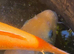 Stunning Goldfish
