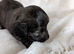 Stunning brindle girl