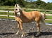 Project pony