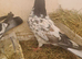 Lovely bird