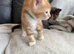 BEAUTIFUL GINGER/GINGER WHITE BOY KITTENS FOR SALE
