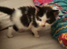 Kittens for sale