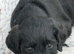 Labraguese Puppies for sale