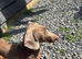 2 mini isabellla dachshund boys