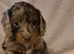 Gorgeous Health Tested Cockapoo Puppies