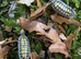5 x Haasi Isopod "High Yellow"Porcellio haasi) &pound;20