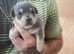 Miniature jack Russell’s