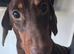 KC Stunning chocolate & Tan Mini Dachshund