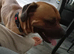 Dog to a good home free