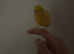 a hand tame canary