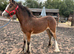 Cob filly to make 15-15.2
