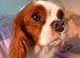 Beautiful Cavalier King Charles