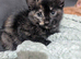 Beautiful litter of kittens ready soon
