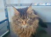 MAINE COON FEMALE