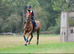 Rosie 16.2hh 7yo TB Mare flashy