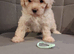 Toy poochon READY NOW