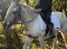 14hh Bombproof Allrounder Palomino Cob Mare
